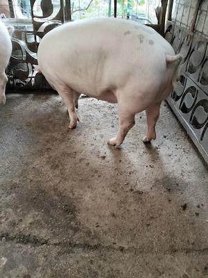Asigur Transport. porci de tara