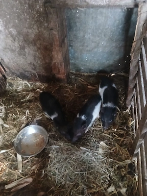 de vânzare 3 purcei vietnamezi on ver și preț 500 lei toți 3o purcică și on mascur castrat 