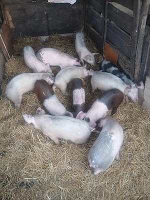 de vânzare 12 bucăți castrați vaccinați 25 30 35 kg unul aproximativ preț 350 lei bucata  - imagine 3