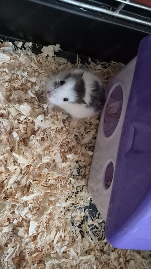 Hamster cu cușcă