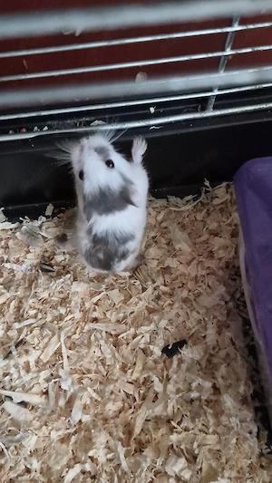 Hamster cu cușcă - imagine 2