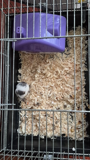 Hamster cu cușcă - imagine 3