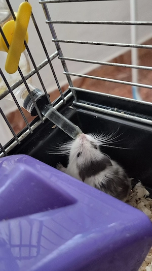 Hamster cu cușcă - imagine 4
