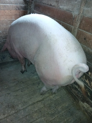 Vind scroafa de taiat rasa de carne 