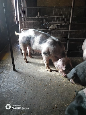 porc de vânzare