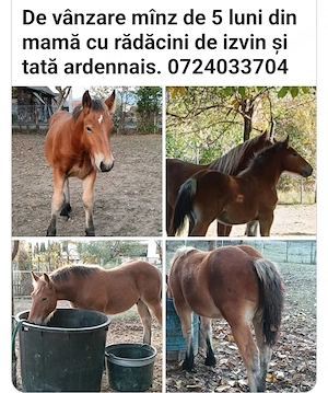 Vând mânz de 5 luni 