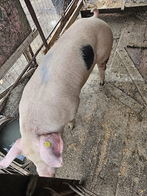 porci de vanzare 140 .160 200 kg  - imagine 2