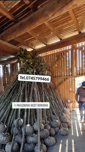 Copăcei și butași Paulownia,soiuri cu creștere rapida,3-5 m an,trimitem oriunde in țară