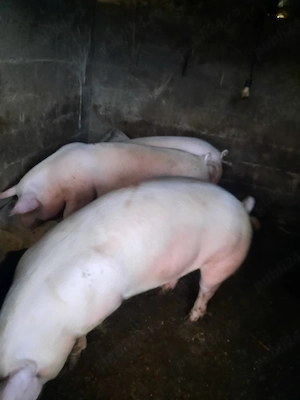 vand porci 110-150 - imagine 2