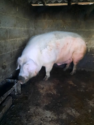 porc peste 500 de kg - imagine 3