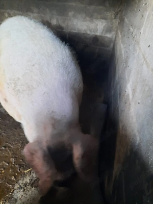 porc peste 500 de kg
