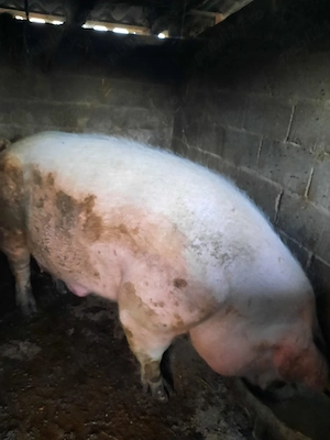 porc peste 500 de kg - imagine 2
