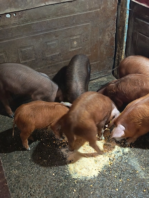 Vând duroc 13 săptămâni vaccinați  - imagine 3