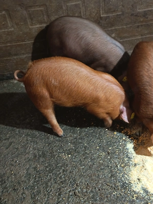 Vând duroc 13 săptămâni vaccinați  - imagine 4