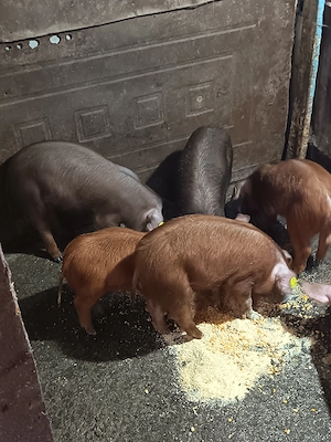 Vând duroc 13 săptămâni vaccinați  - imagine 2