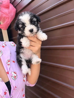 Bichon havanez talie mica 