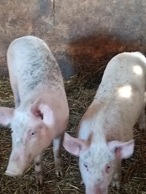 porc.       