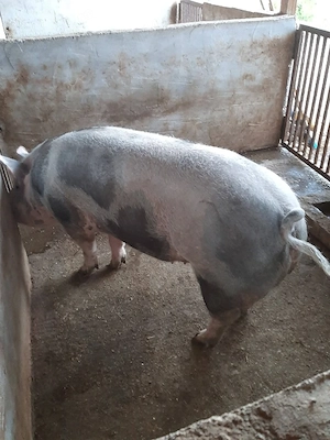 Porci de vanzare - imagine 3