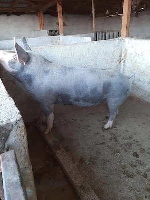 Porci de vanzare - imagine 4