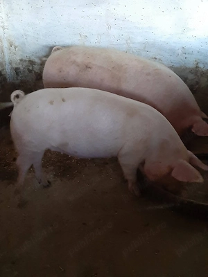 Porci de vanzare