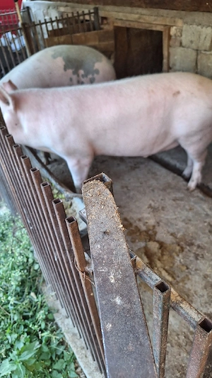 Vând un porc din cei doi