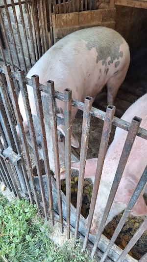 Vând un porc din cei doi - imagine 2