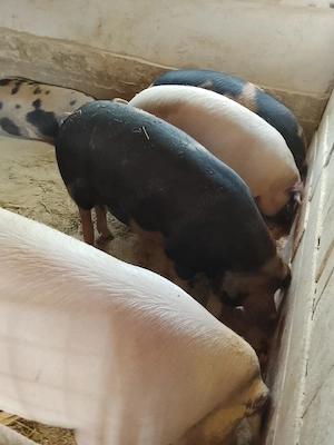Vand porci din gospodaria proprie