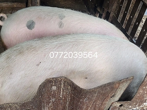  Porci.de . vanzare