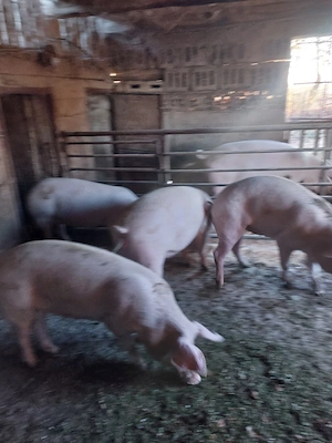 vănd porci