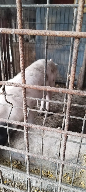 Porci de vanzare.au in jur de 50de kg