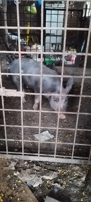 Porci de vanzare.au in jur de 50de kg - imagine 2
