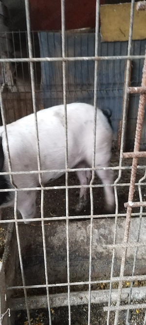 Porci de vanzare.au in jur de 50de kg - imagine 3