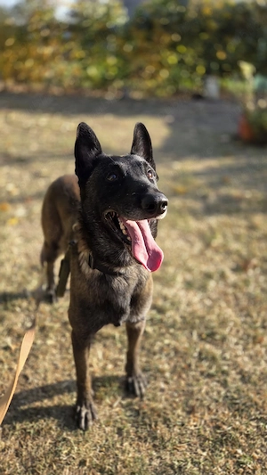 mascul malinois