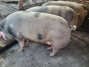 vand porci ,220 kg - imagine 3