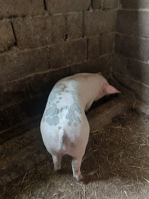 Soldan de carne la 50 kg