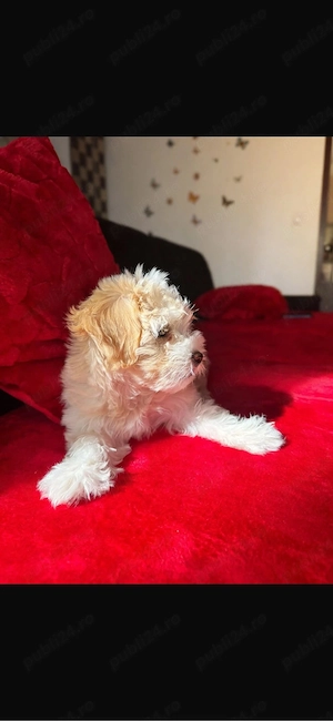  maltipoo  - imagine 2