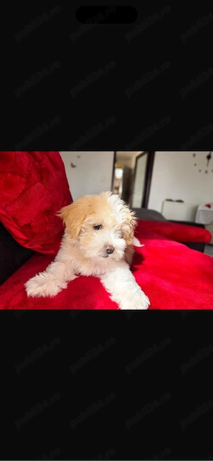  maltipoo 