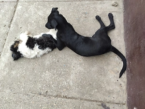 Donez cățel Labrador Metiș negru 