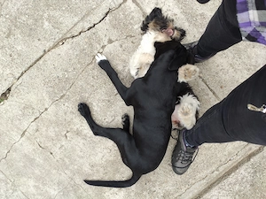 Donez cățel Labrador Metiș negru  - imagine 2