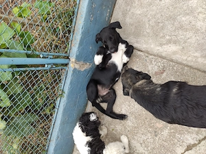 Donez cățel Labrador Metiș negru  - imagine 4