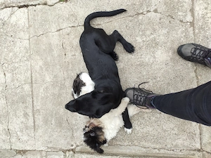 Donez cățel Labrador Metiș negru  - imagine 3
