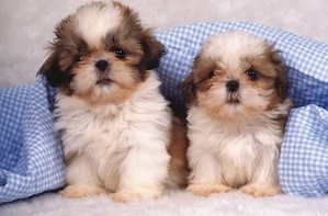 Pui. shih tzu femela 2 luni