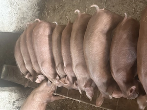 Purcei disponibili ! 