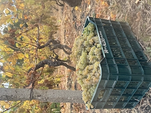 Vând struguri de vin 3 lei