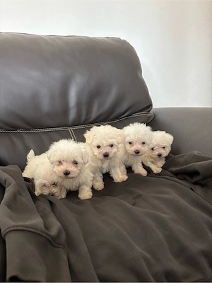 bichon maltez