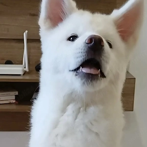 Akita japoneza 