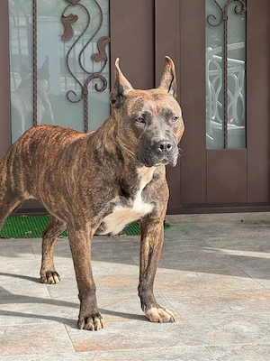 Se da spre adoptie catea amstaff - imagine 2
