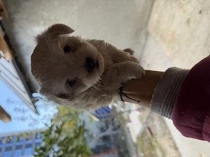 Căței bichon maltez de vanzare - imagine 2