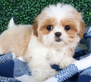 Shihtzu -Shihtzu - Shih -tzu 2 luni