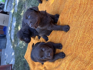 Pui labradori de 7 săptămâni drăgălași  - imagine 2